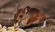 24 Hour & Emergency Exterminators in Forest Grove, OR